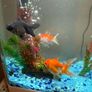 CIANO Aqua 30 Aquarium + Cartridges + Goldfish Image 4