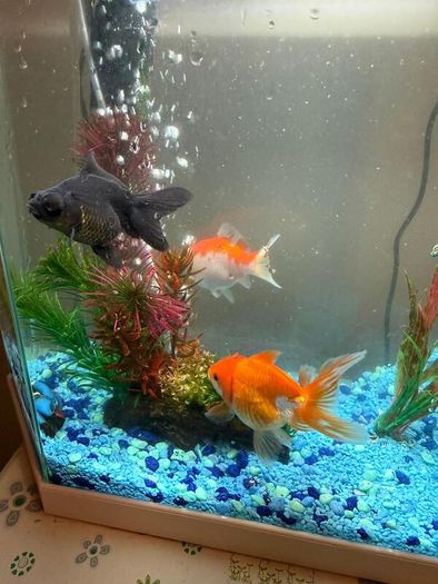 CIANO Aqua 30 Aquarium + Cartridges + Goldfish