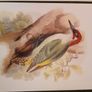 Nice selection of animal and bird print's Image 10