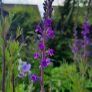 2 Lineria purpurea + 1 chocolate mint + 1 lemon balm in a pot Image 6