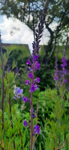 2 Lineria purpurea + 1 chocolate mint + 1 lemon balm in a pot
