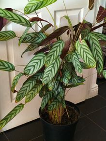 Ctenanthe oppenheimiana plant