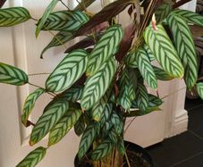 Ctenanthe oppenheimiana plant
