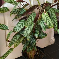 Ctenanthe oppenheimiana plant
