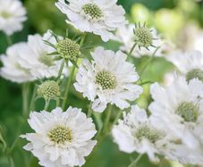 (S) Caucasion Scabious White seeds (603435)