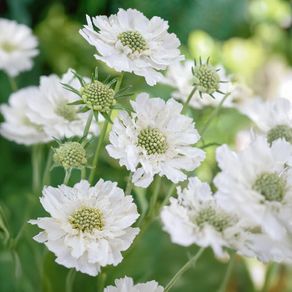 (S) Caucasion Scabious White seeds (603435)