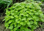 Lemon Balm Plant