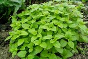 Lemon Balm Plant
