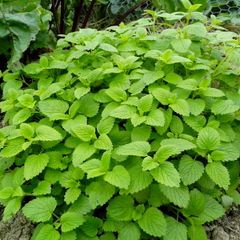 Lemon Balm Plant