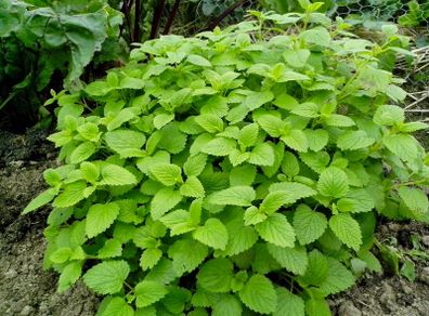 Lemon Balm Plant