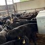 Aberdeen Angus Bulls Image 10