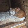 kittens free to a good home Image 2