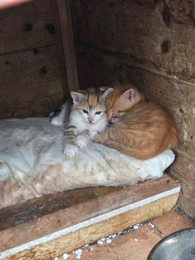 kittens free to a good home