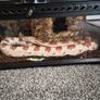 Corn snake perfect health with enclosure Image 3