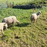 Last few quality charlollais hoggets left Image 2