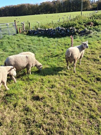 Last few quality charlollais hoggets left