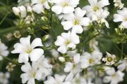 (G) Baby's Breath seeds 1g (883560)