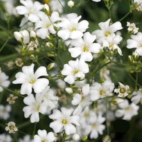 (G) Baby's Breath seeds 1g (883560)