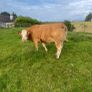 Limousin Cow Image 2
