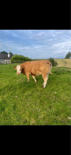Limousin Cow