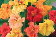 (N) Horti Tops Nasturtium seeds Jewel 3g (482000)
