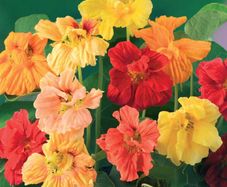 (N) Horti Tops Nasturtium seeds Jewel 3g (482000)