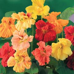 (N) Horti Tops Nasturtium seeds Jewel 3g (482000)