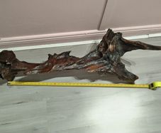 Bog oak