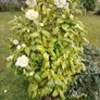 Camellia Japonica White Image 4
