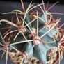 Ferocactus Image 3