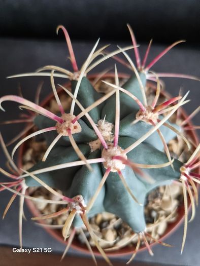 Ferocactus