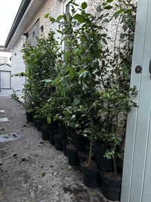 23 Carpinus hedges