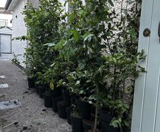 23 Carpinus hedges