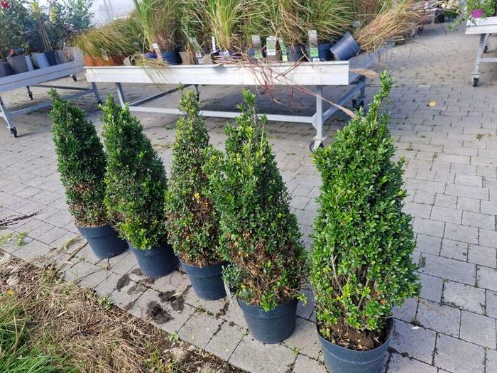 Buxus cones  (Ilex)