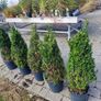 Buxus cones  (Ilex) Image 5