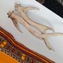 deer antlers Image 2
