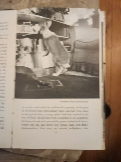 A Hare About The House. By Cecil S. Webb. First Edition. 1955 Hardback In Fair Condition. See Photos For Same.