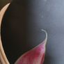 New TED BAKER Cosmetic Bag Image 7