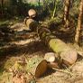 Seasoned Firewood - Spruce / Larch / Cypress - Softwood Image 8