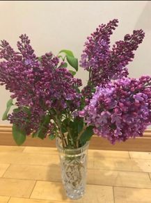 Plant lilac