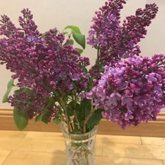 Plant lilac