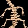 3D Printed Fully Articulating Dragon Skeleton Image 6