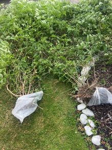 Jasmine bush