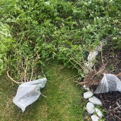 Jasmine bush