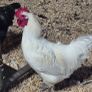 Jersey Giant Roosters Image 2