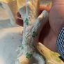 5 PCS Vintage Belleek Pottery Image 5