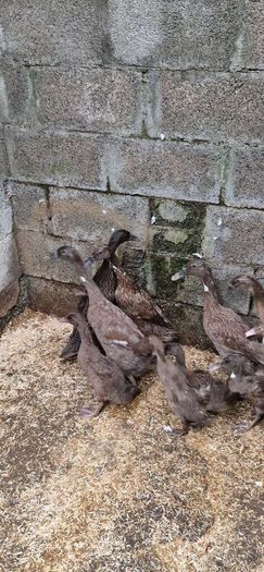 Ducks, Drakes, Ducklings