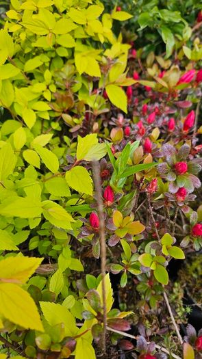 Azalea Evergreen Plants