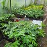 Tomato Plants Free Image 3