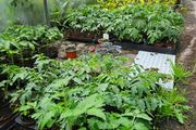 Free Tomato Plants